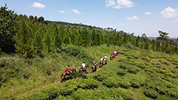 Adult Horse Riding in Jinja - photo 3