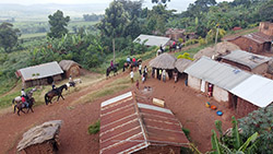 Adult Horse Riding in Jinja - photo 4