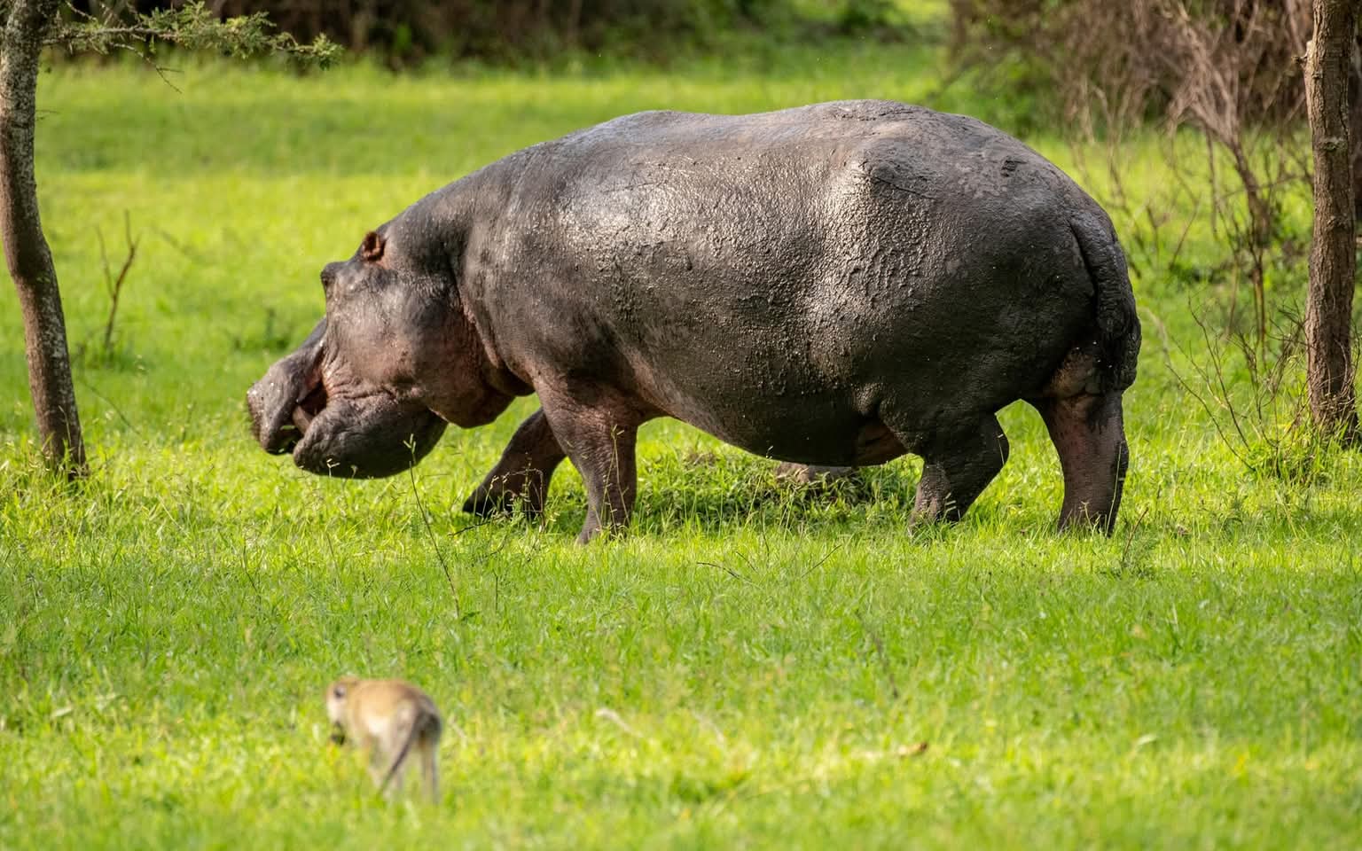 Kidepo Valley Game Drive Safari in Masaka - photo 3