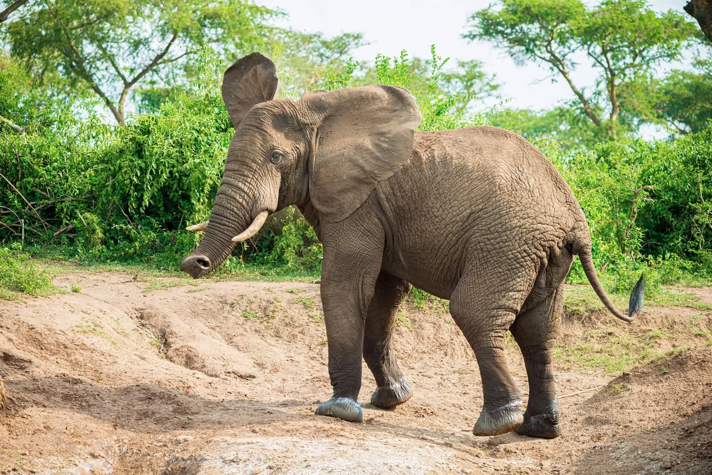 Kidepo Valley Game Drive Safari in Masaka - photo 4