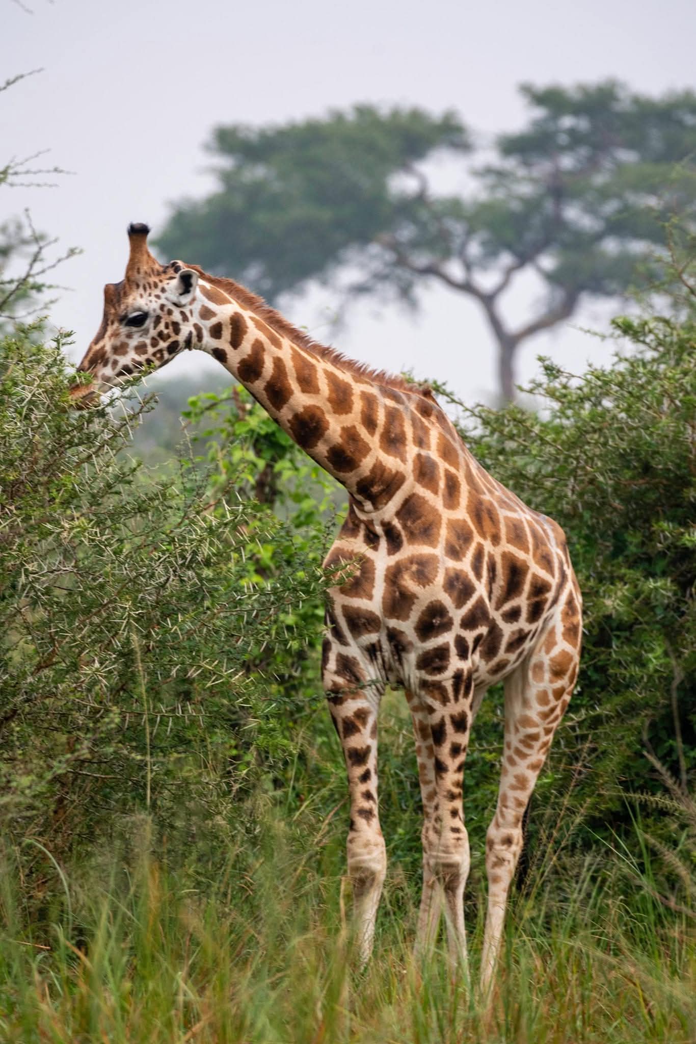 Kidepo Valley Game Drive Safari in Masaka - photo 5