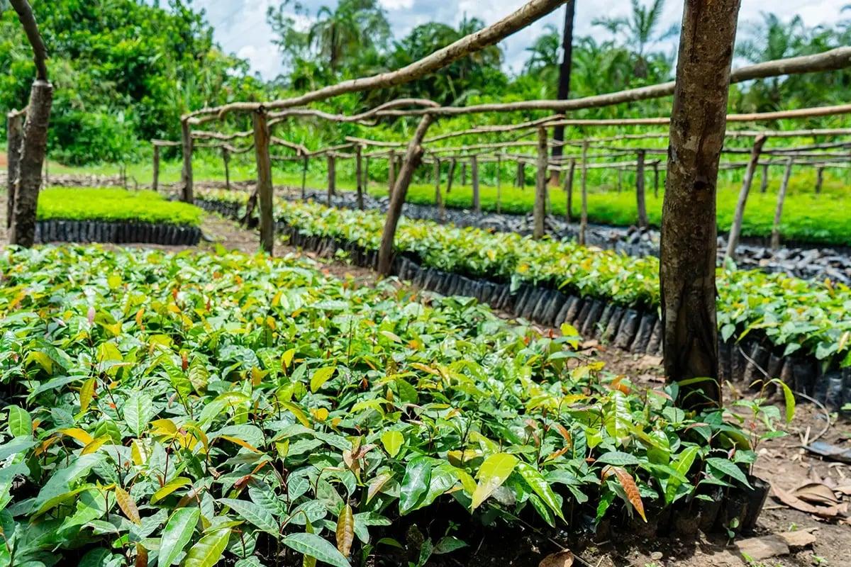 Grow a Tree: A Hands-On Nursery Experience in Jinja - photo 1