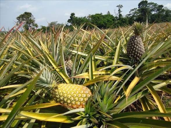 Pineapple Farm Walk in Kayunga - photo 2
