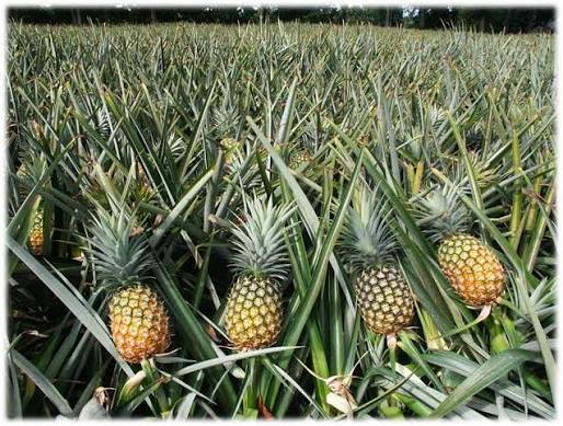 Pineapple Farm Walk in Kayunga - photo 3