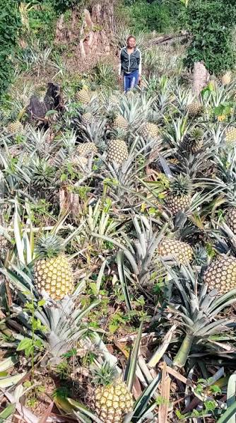 Pineapple Farm Walk in Kayunga - photo 4