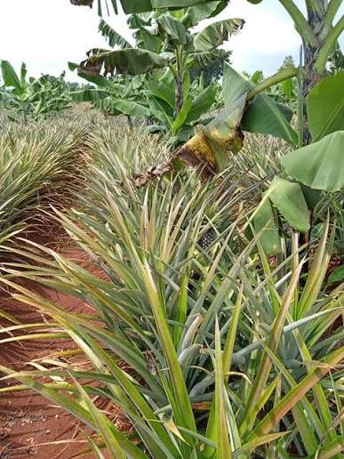 Pineapple Farm Walk in Kayunga - photo 6
