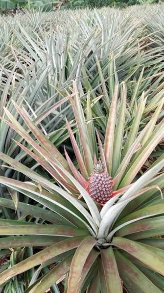 Pineapple Farm Walk in Kayunga - photo 7