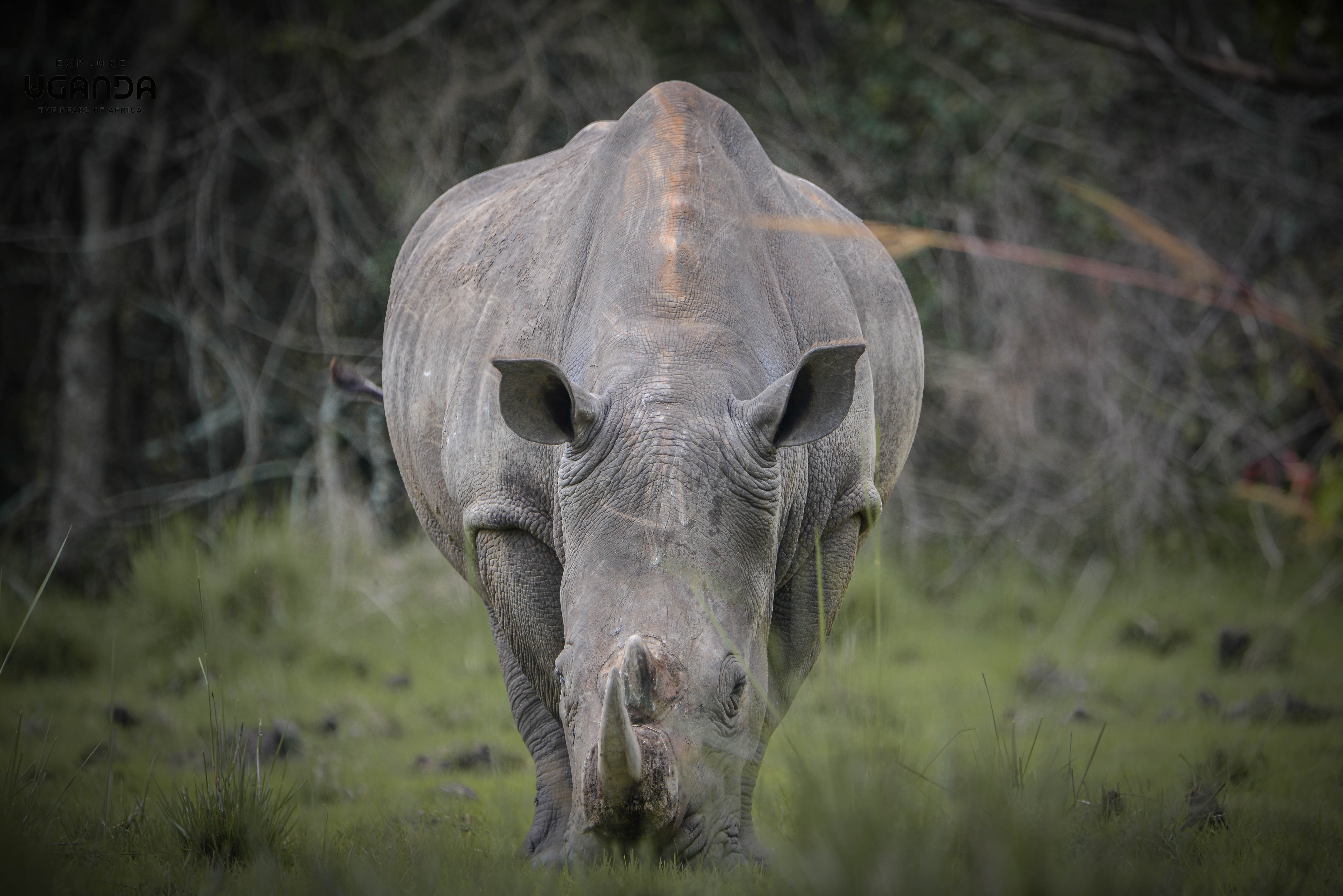 The Ultimate Wild Uganda Safari in Kampala - photo 1