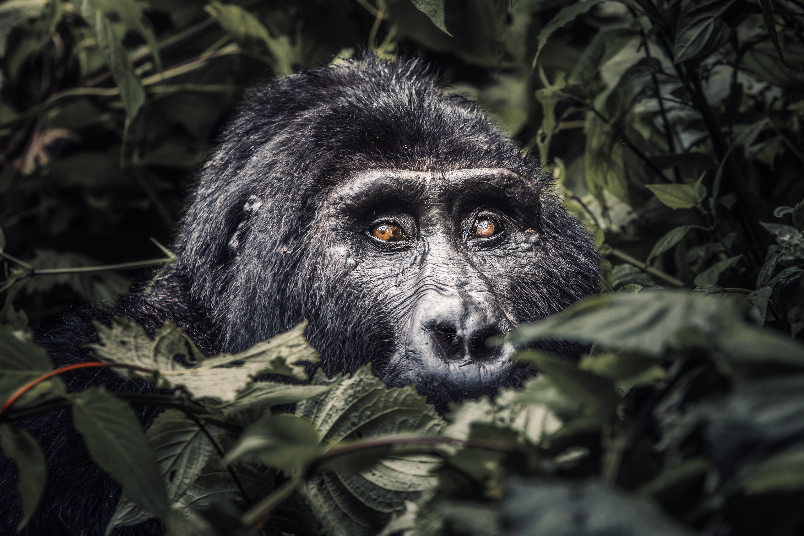 The Ultimate Wild Uganda Safari in Kampala - photo 2