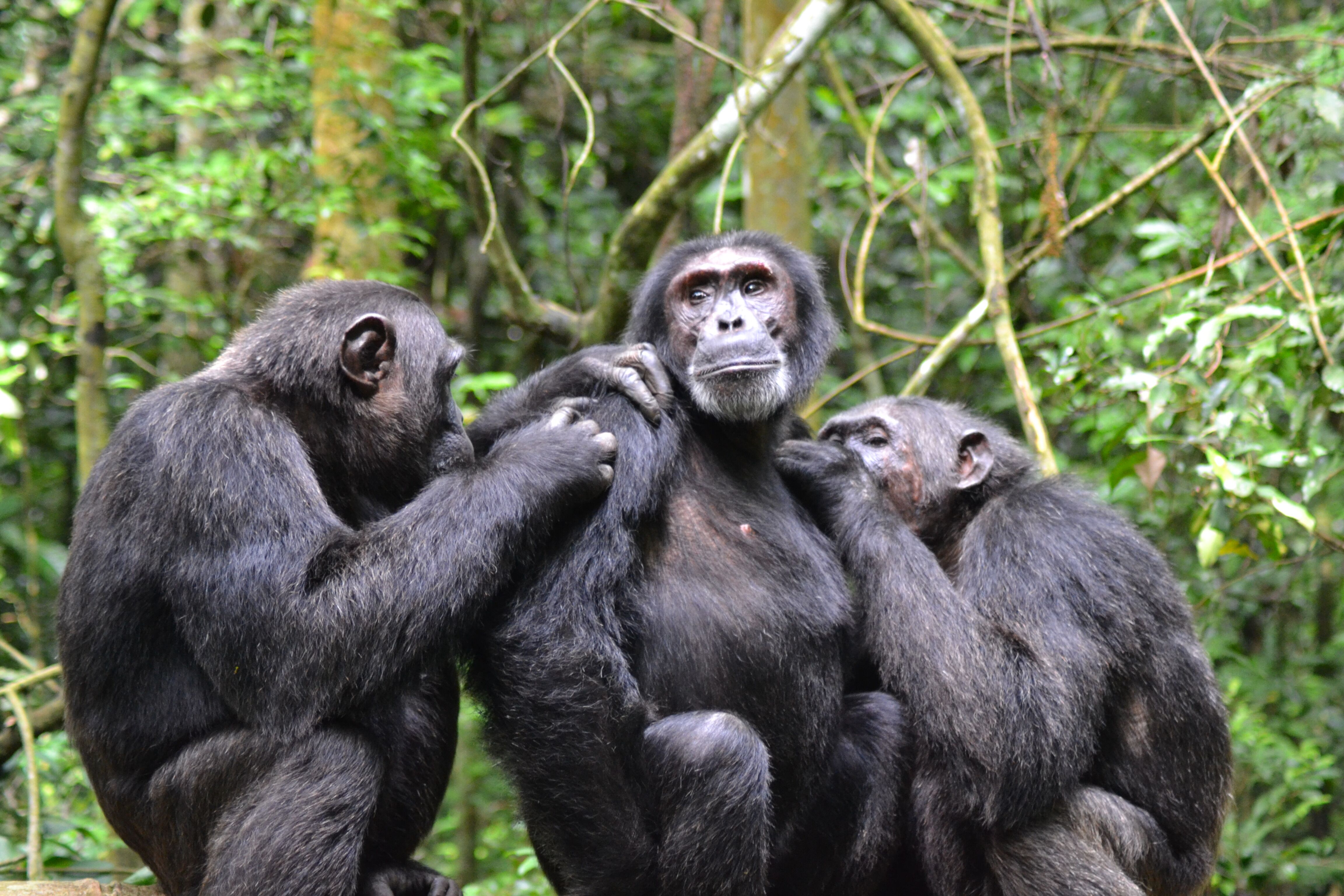 The Ultimate Wild Uganda Safari in Kampala - photo 3