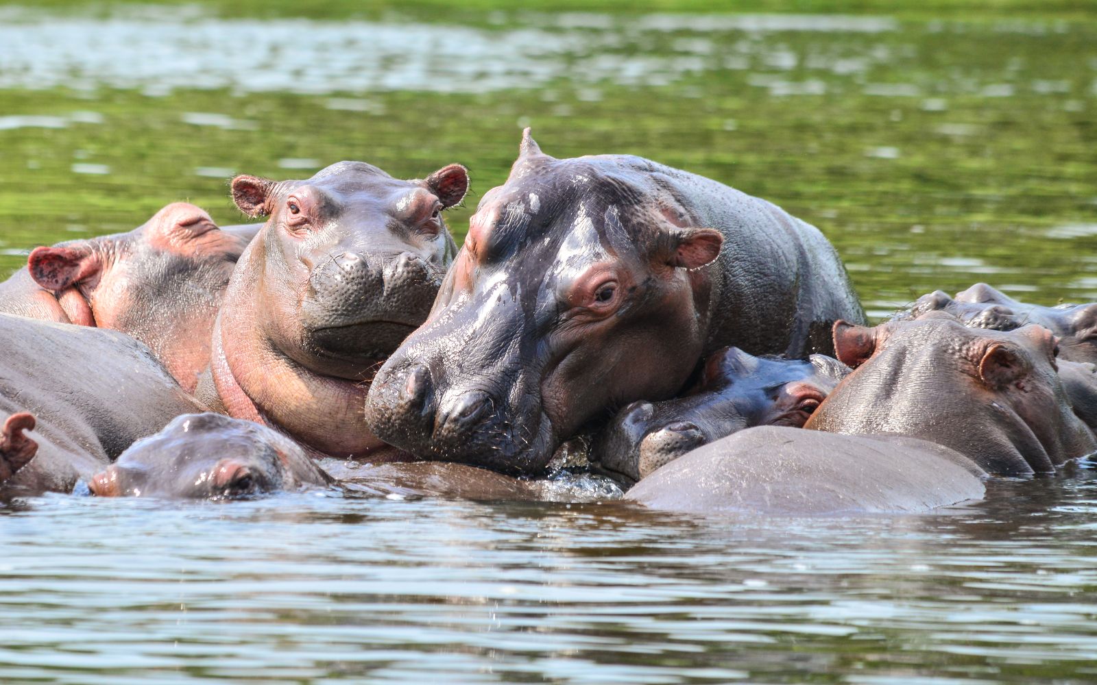 The Ultimate Wild Uganda Safari in Kampala - photo 4