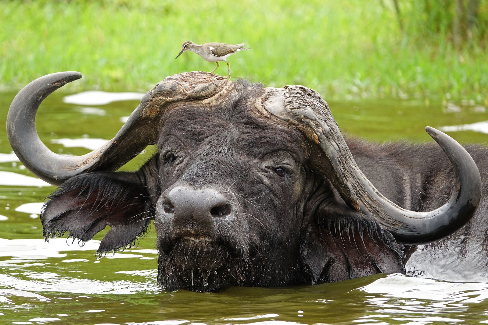 The Ultimate Wild Uganda Safari in Kampala - photo 5