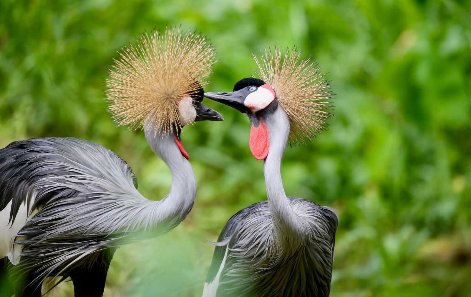 The Ultimate Wild Uganda Safari in Kampala - photo 6